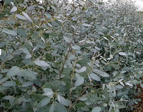Eucalyptus gunnii evergreen - eucalyptus,