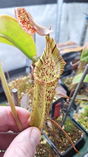 Nepenthes - (veitchii, x