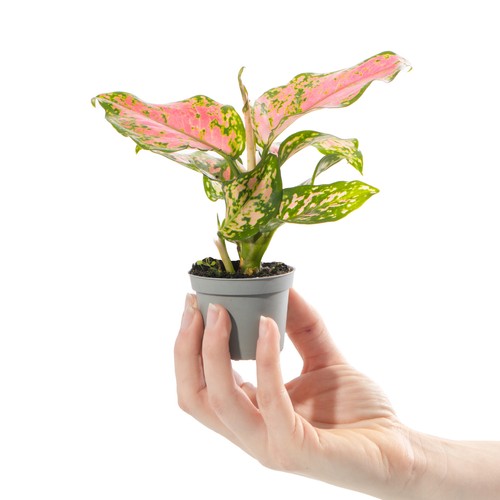 Baby chinese evergreen plant - evergreen,