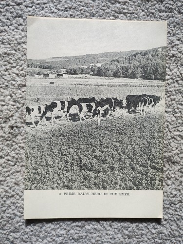 Prime dairy herd - prime,