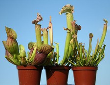 3 x live PITCHER CARNIVOROUS