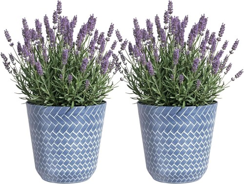 Flower indoor outdoor garden - flower,