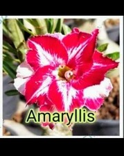 3 Desert Rose seeds Adenium Obesum AMARYLLIS Colors House Flower Plant Seeds UK