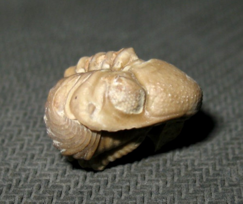 Devonian kainops invius - devonian,