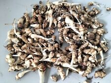 12 SMALL ARUM LILY TUBERS