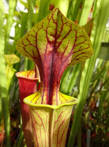 Sarracenia flava ornata - flava, v.
