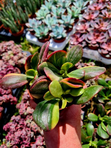 Crassula obliqua tricolour - crassula,
