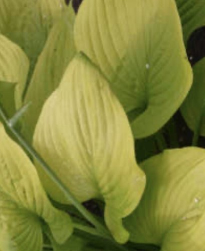Hosta age gold - of,
