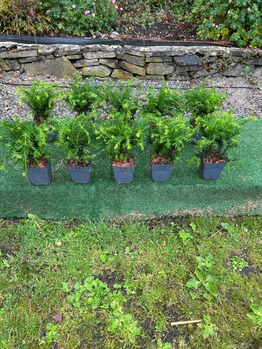 British yew hedging - x,