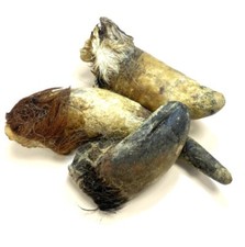 Bulls Horns with Hair Extra