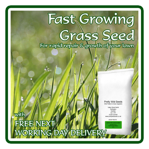 Fast rapid seed hard wearing - fast,