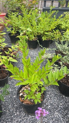 Large litre pot green - 5,