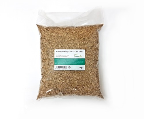 Rapid quick growing lawn grass - rapid,