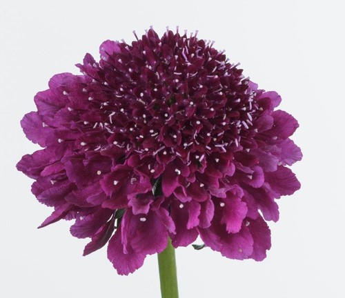 Scabious scabiosa dark - scabious,