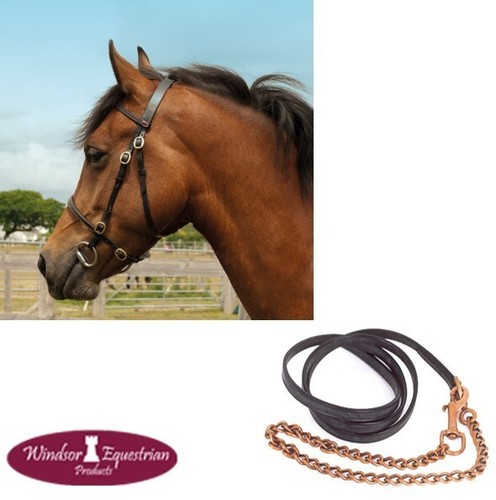Windsor hand showing bridle - in-hand,