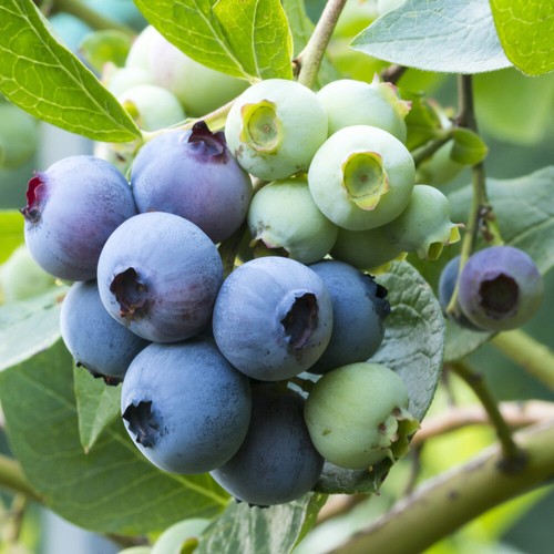 Fruit bush blueberry new - bush,,