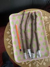 3x  thick  Olympian Fig Tree