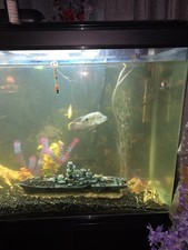 5ft Fish Tank with Cabinet and
