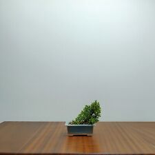 Bonsai-Chinesis blaauw