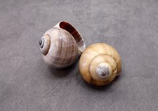 Apple Snail Shells Pomacea