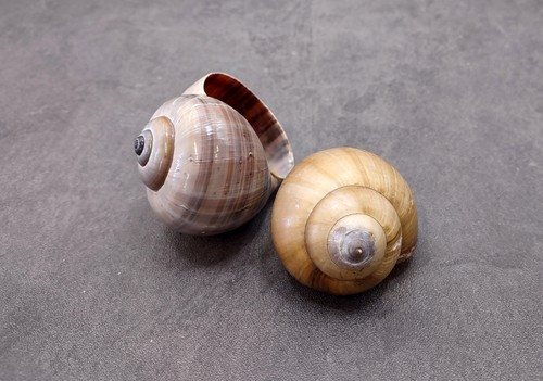 Apple snail shells pomacea - shells,