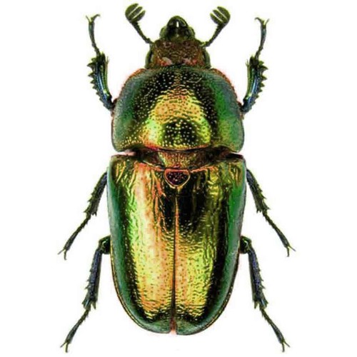 Lamprima adolphinae red form - lamprima,