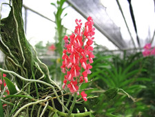 Rare Dyakia hendersoniana