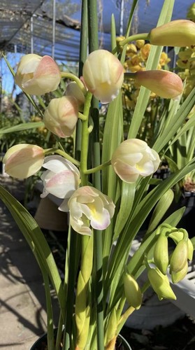 White jade cymbidium orchid - jade,
