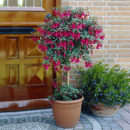 Flowering fuchsia trees x - flowering, trees,