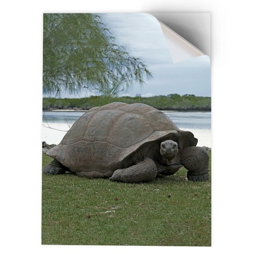 Vinyl sticker aldabra - vinyl,