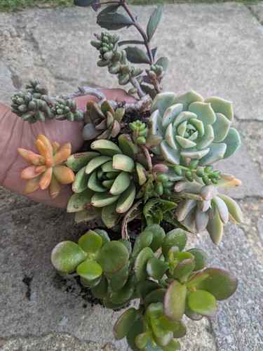Selection succulents - selection, 9