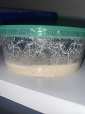 Oatmeal microworms, 100% full