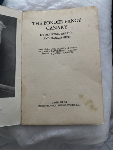 The border fancy - canary,