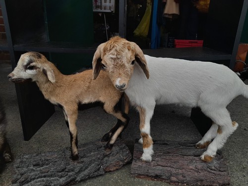 Taxidermy goat sheep - , ibex