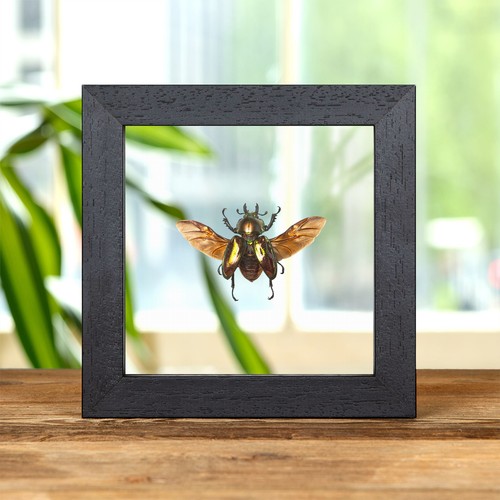 Female rainbow stag beetle - stag,