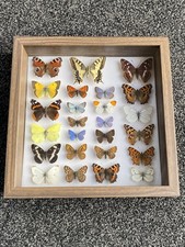 A FINE COLLECTION OF 25 FRAMED