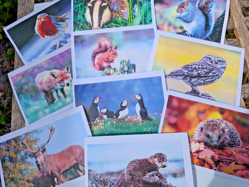 Pack notelet with wild - of, 10