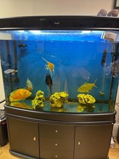 5ft Cleair Aquarium Full