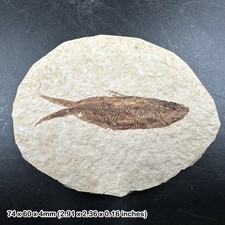Eocene fossil fish in matrix