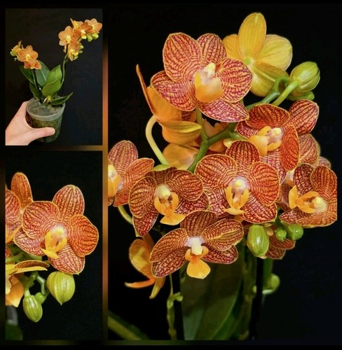 Phalaenopsis indian summer - 'indian, summer'