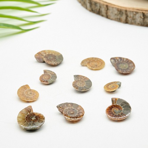 Genuine polished ammonite - genuine,