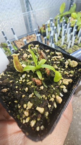Nepenthes singalana inermis - x,