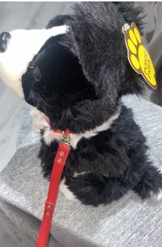 New posh paws border collie - border,
