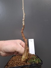 T2 wisteria Bonsai Tree
