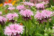 Monarda 'Beauty of Cobham'-