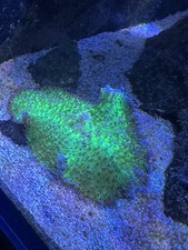  Mushroom Marine Coral Frag