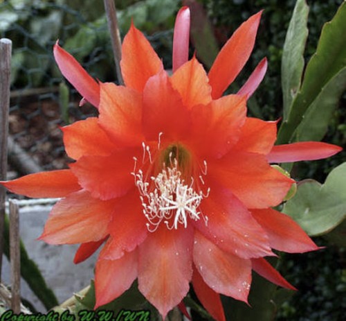 Epiphyllum cactus - 1,