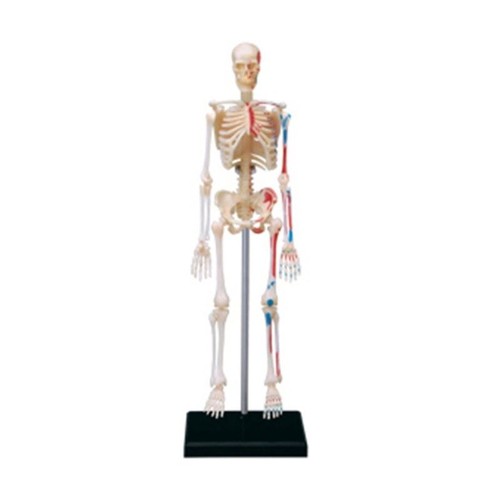 Mini human skeleton model with - mini,