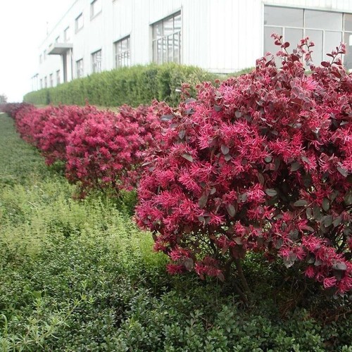 Chinese witch hazel - chinese,