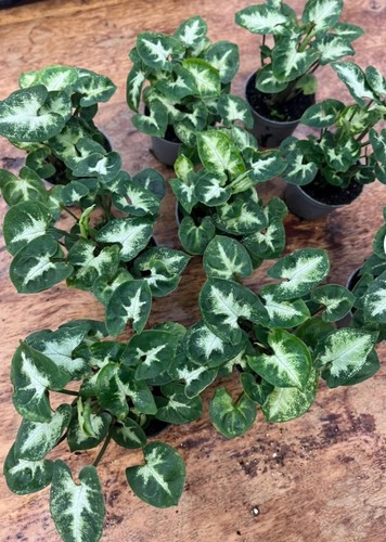 Syngonium pixie houseplant - 'pixie,